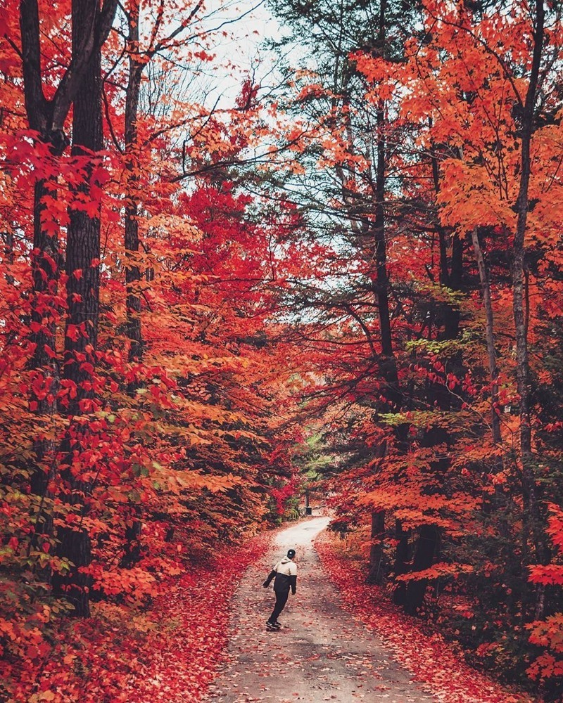 秋季的加拿大枫叶美景图片